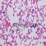 Prepared Microscope Slide Set - Human Anatomy - Set of 25 Slides